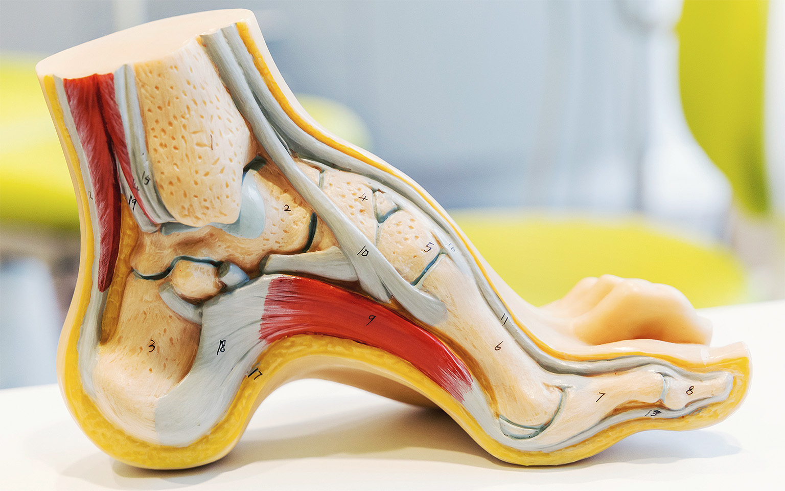 Anatomy human foot model for students and professionals