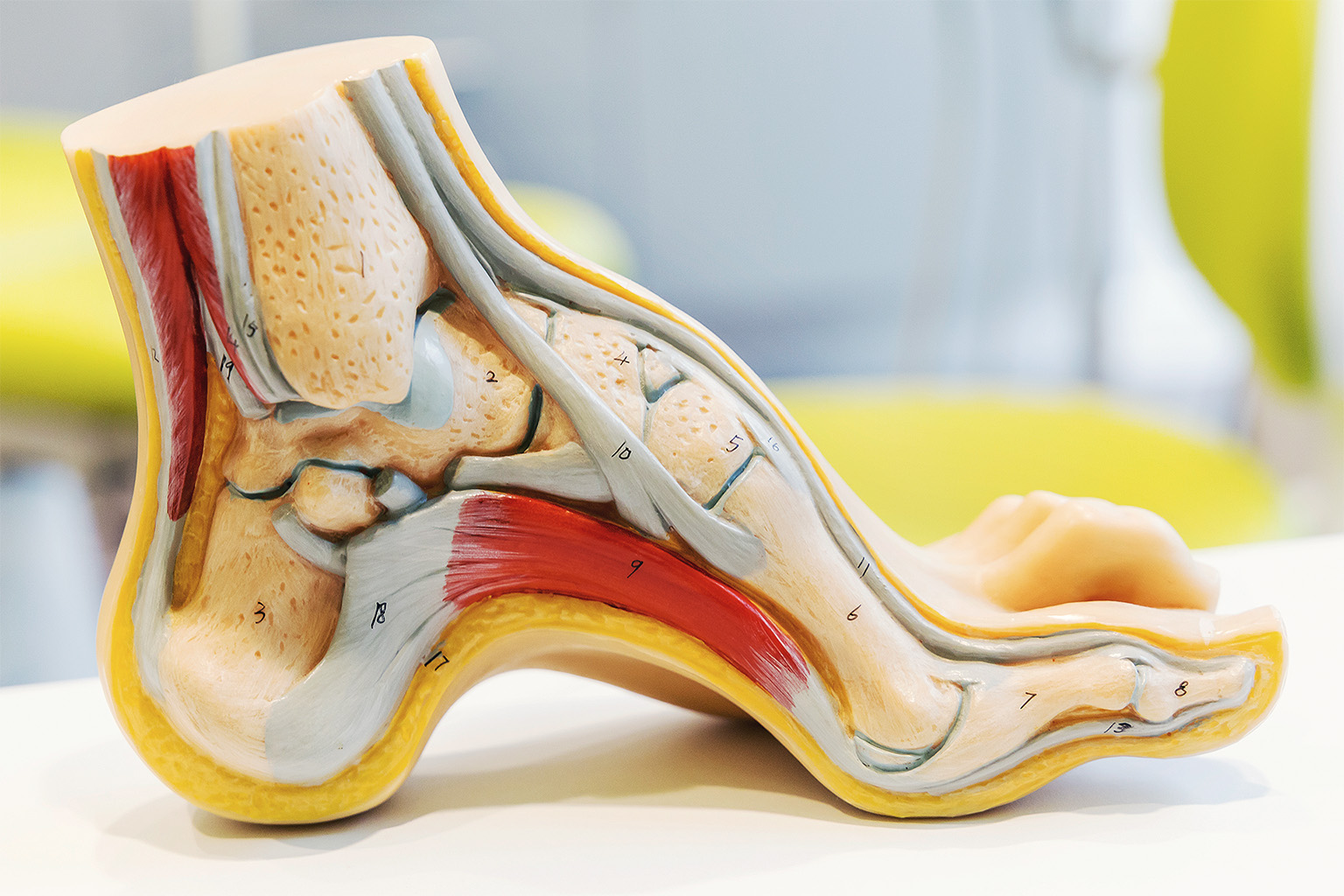 Anatomy human foot model for students and professionals